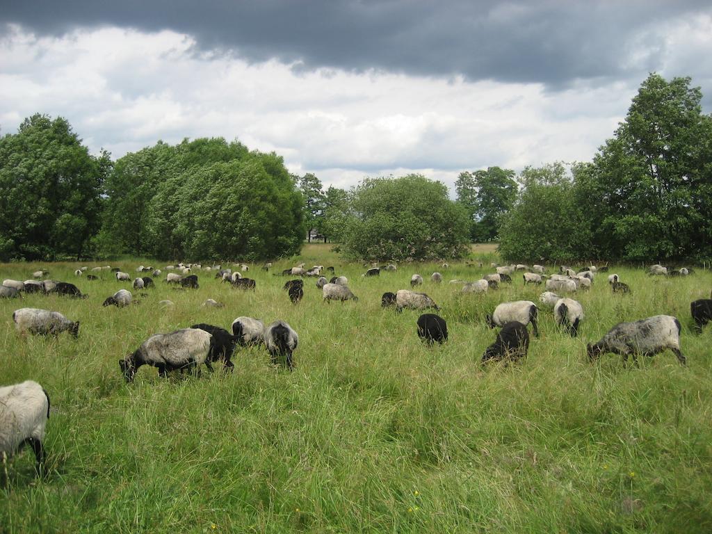 Ferienwohnungen Heideidylle Amelinghausen Zewnętrze zdjęcie